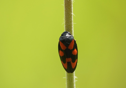 Cercopis vulnerata