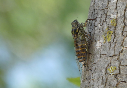 Cicada orni