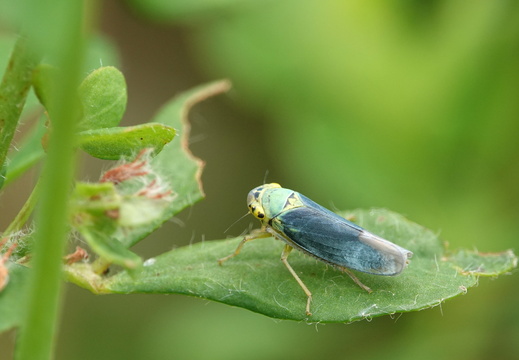 Cicadella viridis