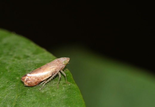 Fieberiella florii