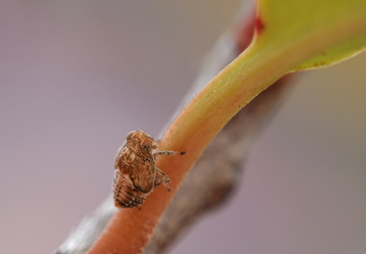 Issus coleoptratus