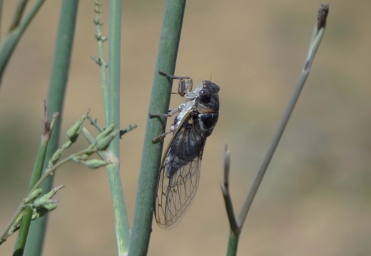 Lyristes plebejus