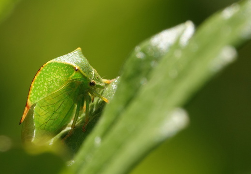 Stictocephala bisonia