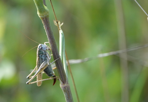 Insectes