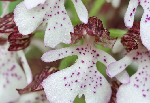 Orchis purpurea 022 1Q2A0586