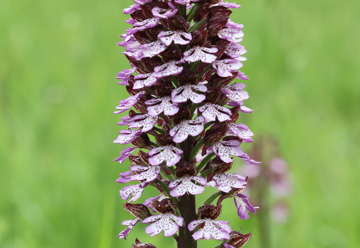Orchis purpurea 024 1Q2A0762