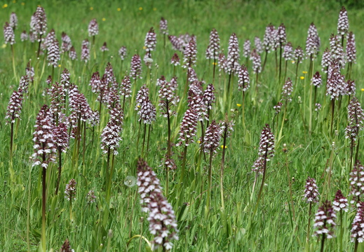Orchis purpurea 023 1Q2A0749