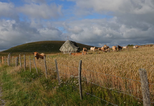 Aubrac 004 DSC04287
