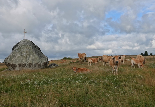 Aubrac 006 DSC04305
