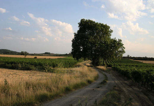 Cavanac 1