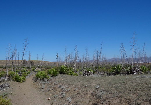 Las Almoladelas 003