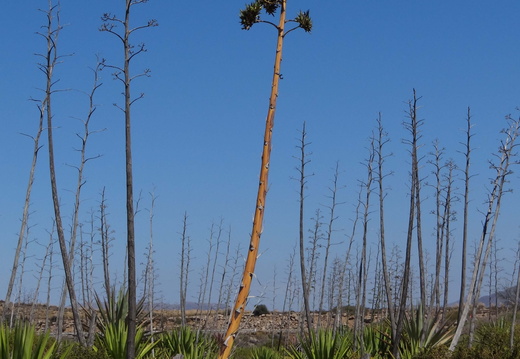 Las Almoladelas 004
