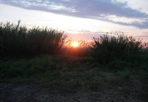 Thau 3
