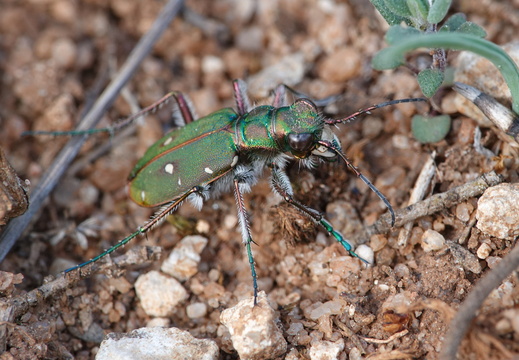 Cicindelinae