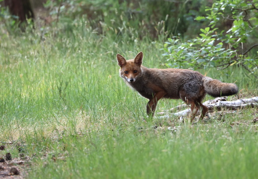 Renard roux 14 1Q2A7483