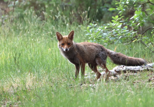 Renard roux 15 1Q2A7487