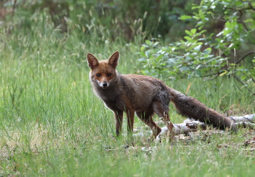 Renard roux 16 1Q2A7496
