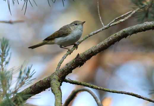 Oiseaux