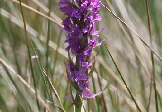 Dactylorhiza incarnata