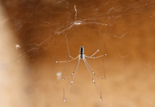 Holocnemus pluchei