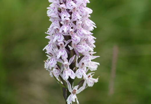 Dactylorhiza maculata 023 1Q2A0457