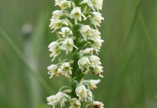 Pseudorchis albida 004 1Q2A9294
