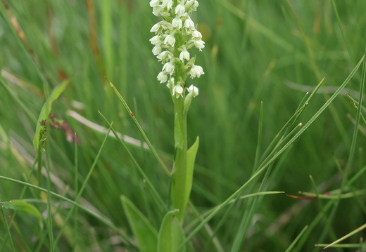Pseudorchis albida 005 1Q2A9309