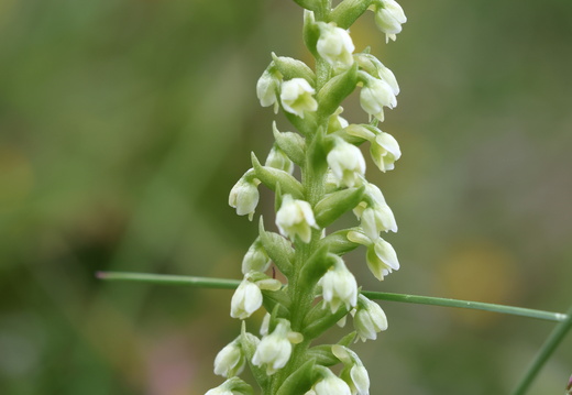 Pseudorchis albida 006 1Q2A9350