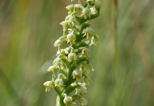 Pseudorchis albida 002 1Q2A9153