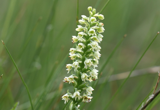 Pseudorchis albida