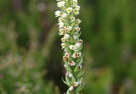 Pseudorchis albida 007 1Q2A9638