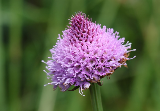 Traunsteinera globosa 019 1Q2A0365