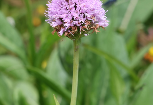 Traunsteinera globosa 007 1Q2A9722