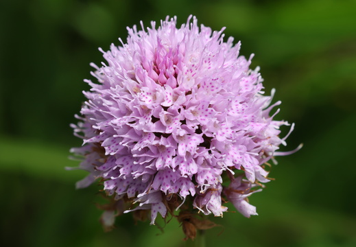 Traunsteinera globosa 009 1Q2A9739