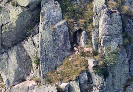 Chamois 003 1Q2A0961