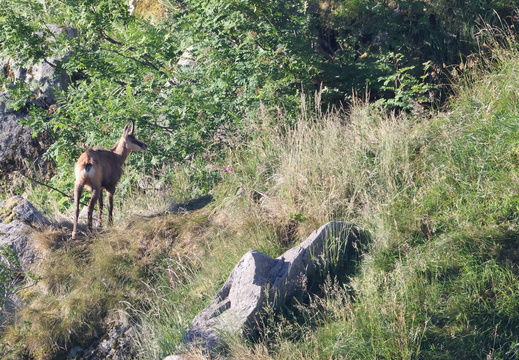 Chamois 006 1Q2A1419