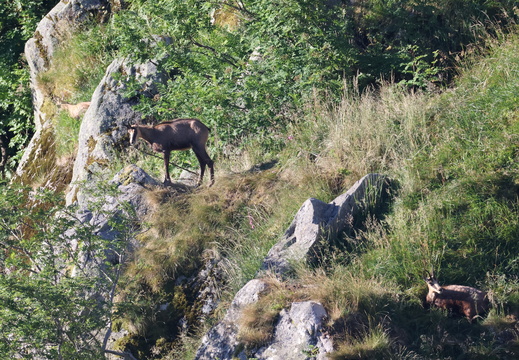 Chamois 007 1Q2A1445