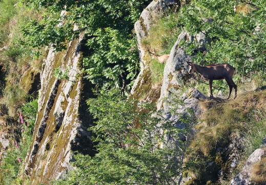 Chamois