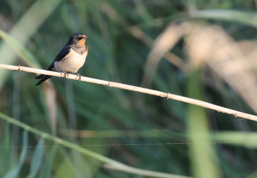 Hirondelle rustique 25 1Q2A3248