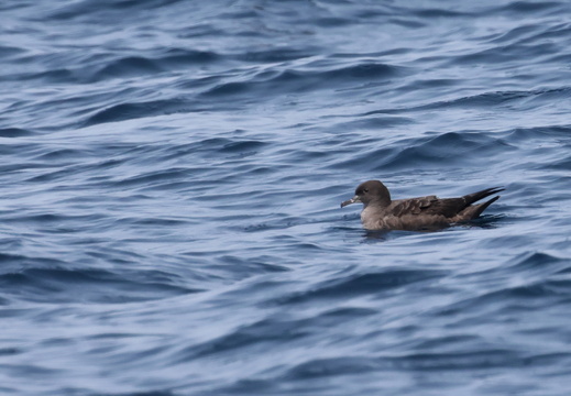 Puffin fuligineux
