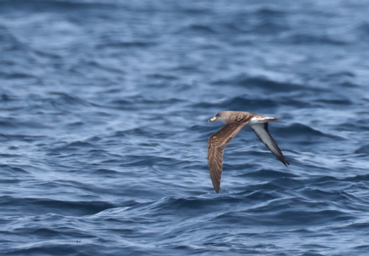 Procelariiformes