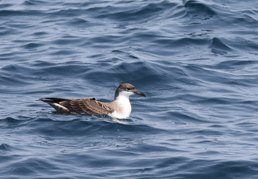 Puffin majeur