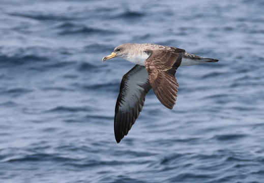 Puffin cendré