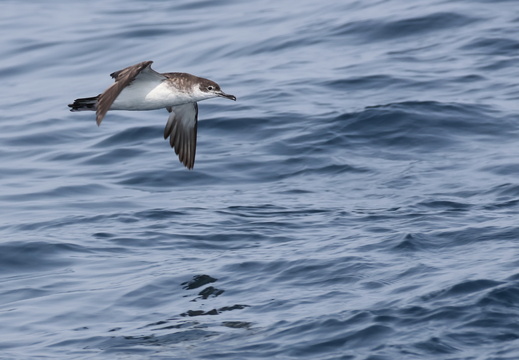 Puffin des Anglais