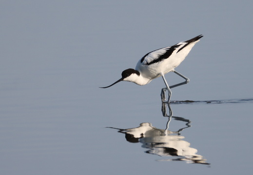 Recurvirostridae