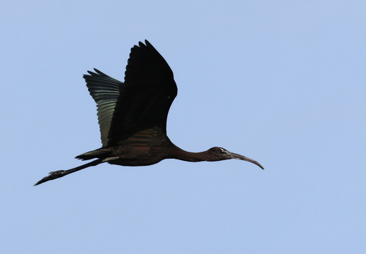Ibis falcinelle