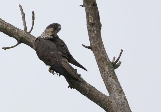 Faucon d'Éléonore