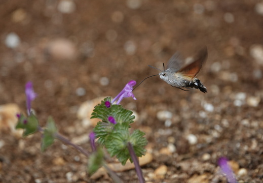 Macroglossum stellatarum 011 Moro-sphinx DSC04042