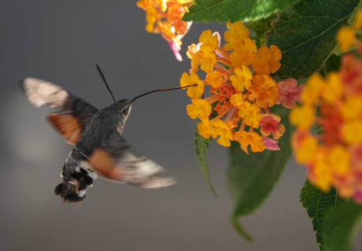 Macroglossum stellatarum 012 Moro-sphinx DSC09642