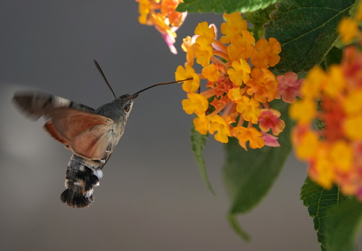 Macroglossum stellatarum 013 Moro-sphinx DSC09643